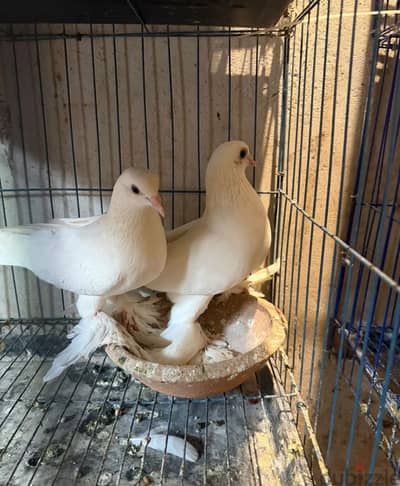 حمام لي البيع البدرشين