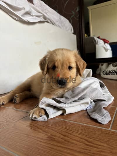 Golden male puppy