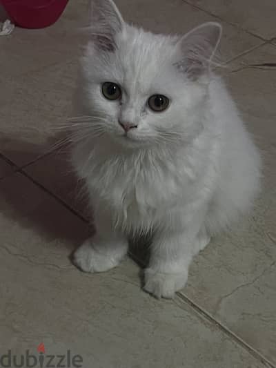 female kitten 3 months old