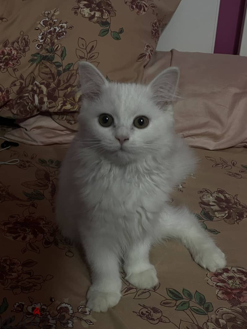 female kitten 3 months old 1