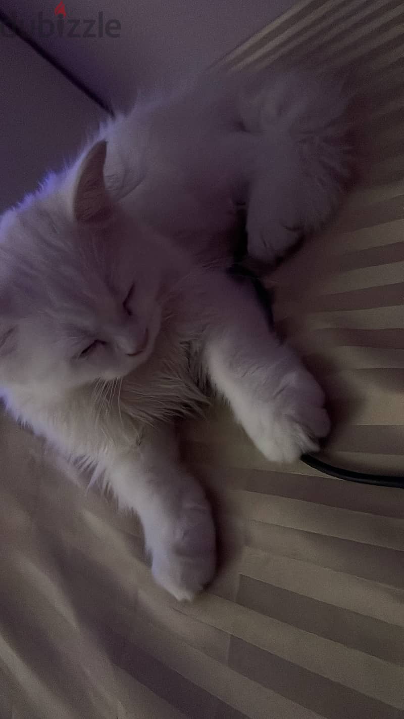 female kitten 3 months old 2