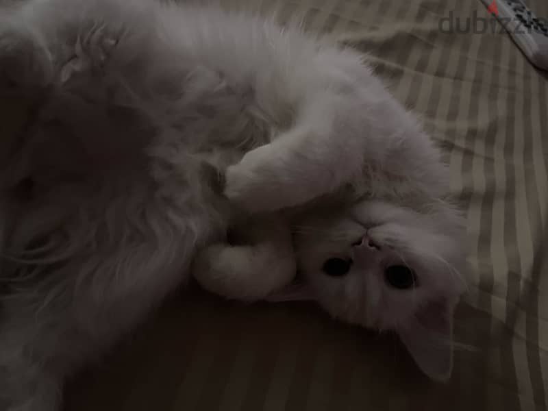 female kitten 3 months old 3