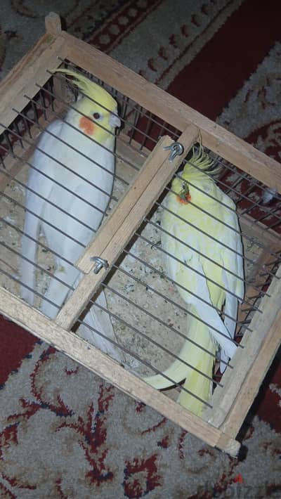 القاهره مدينة نصر