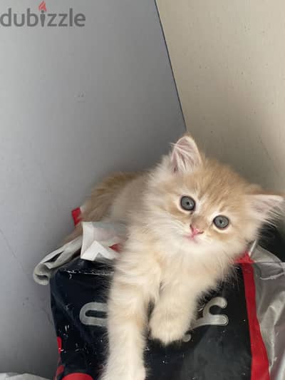 Sharazi kittens