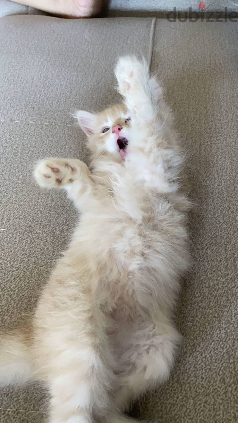 Sharazi kittens 1