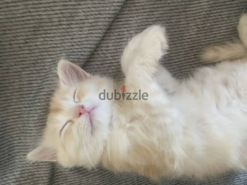 Sharazi kittens 2