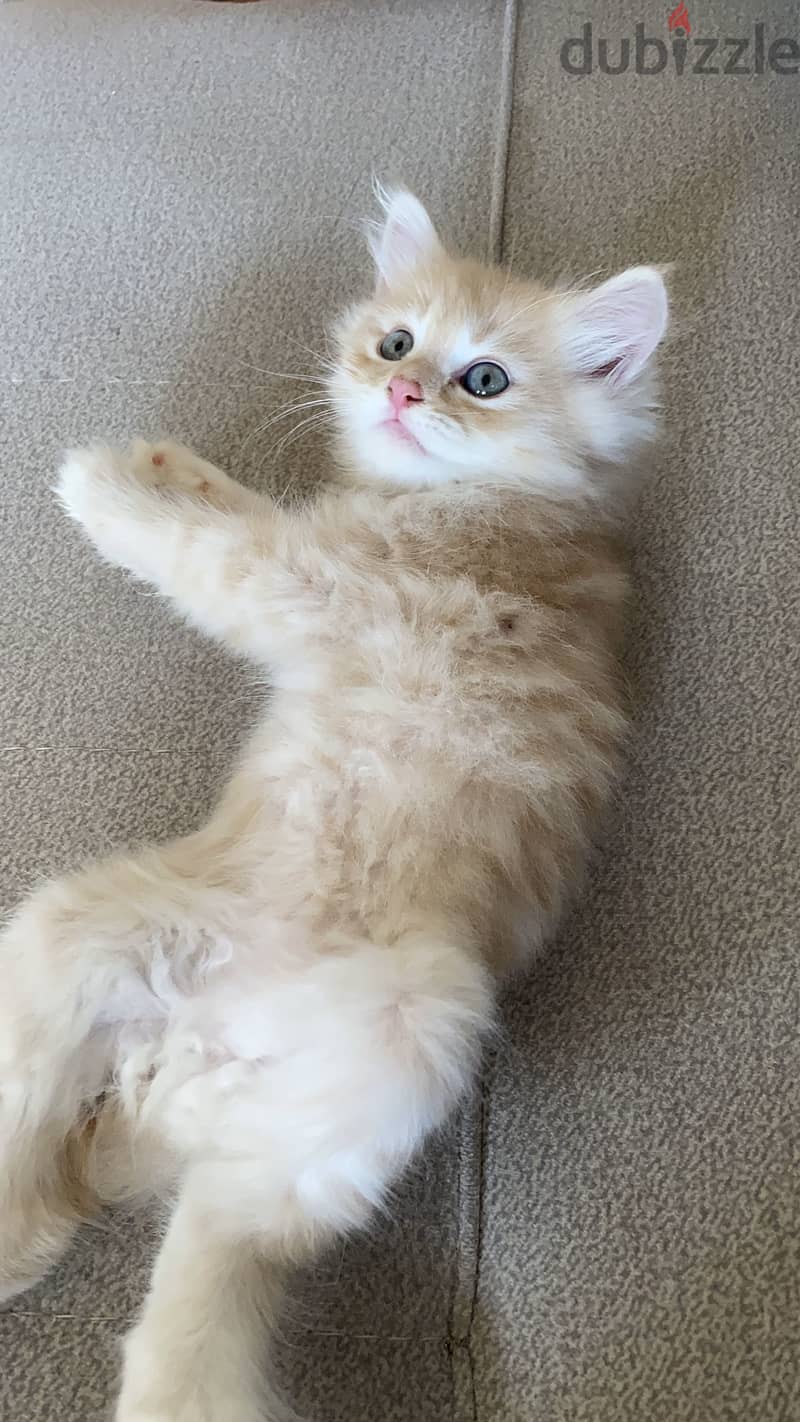Sharazi kittens 3