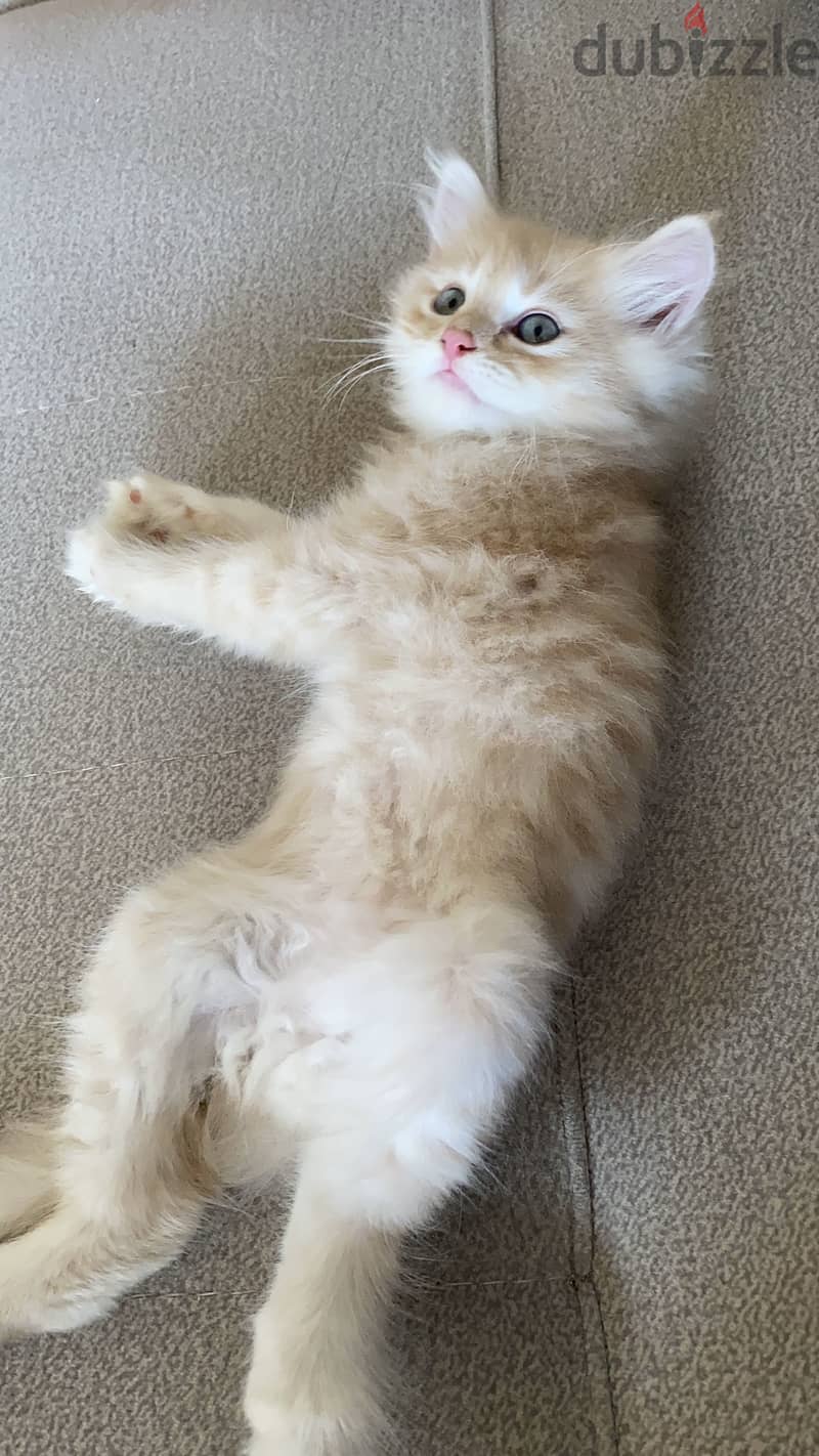 Sharazi kittens 4