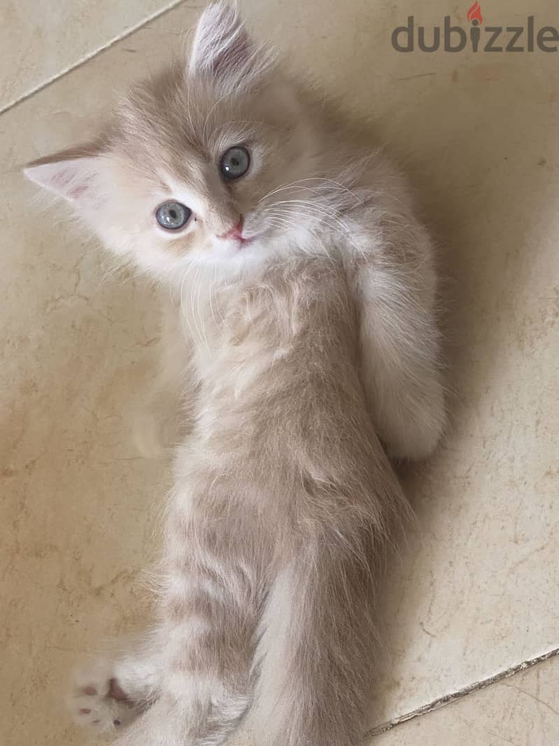 Sharazi kittens 5