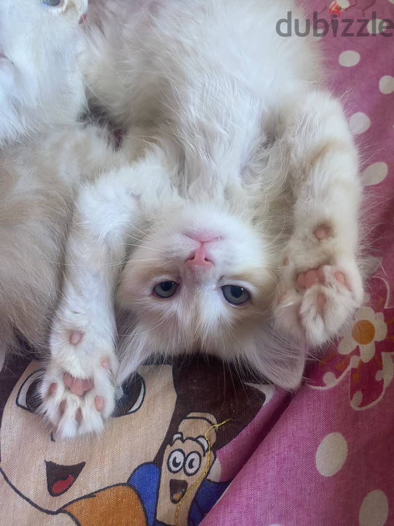 Sharazi kittens 6