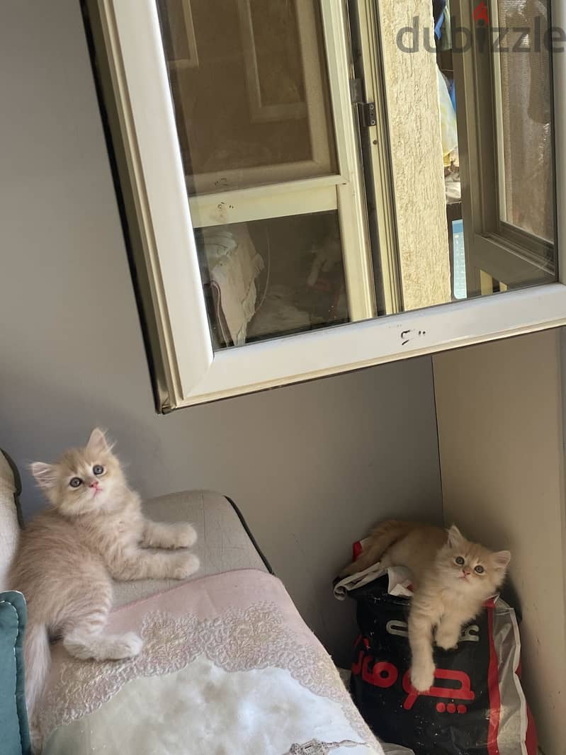 Sharazi kittens 7