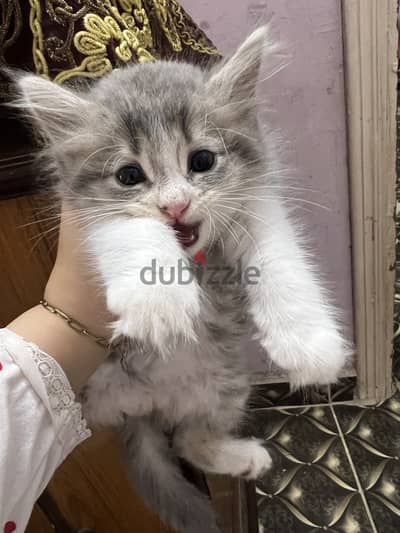 قط شيرازي عمره شهرين