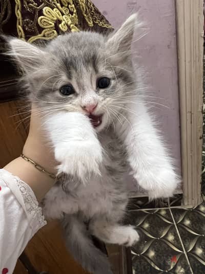 قط شيرازي عمره شهرين ونص