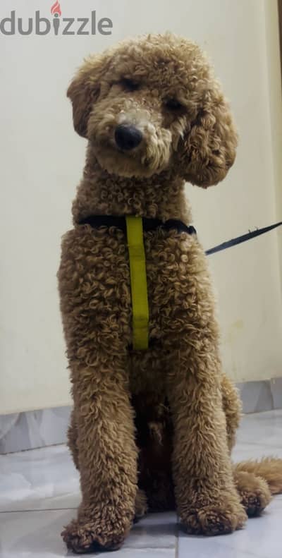 Mini poodle for sale