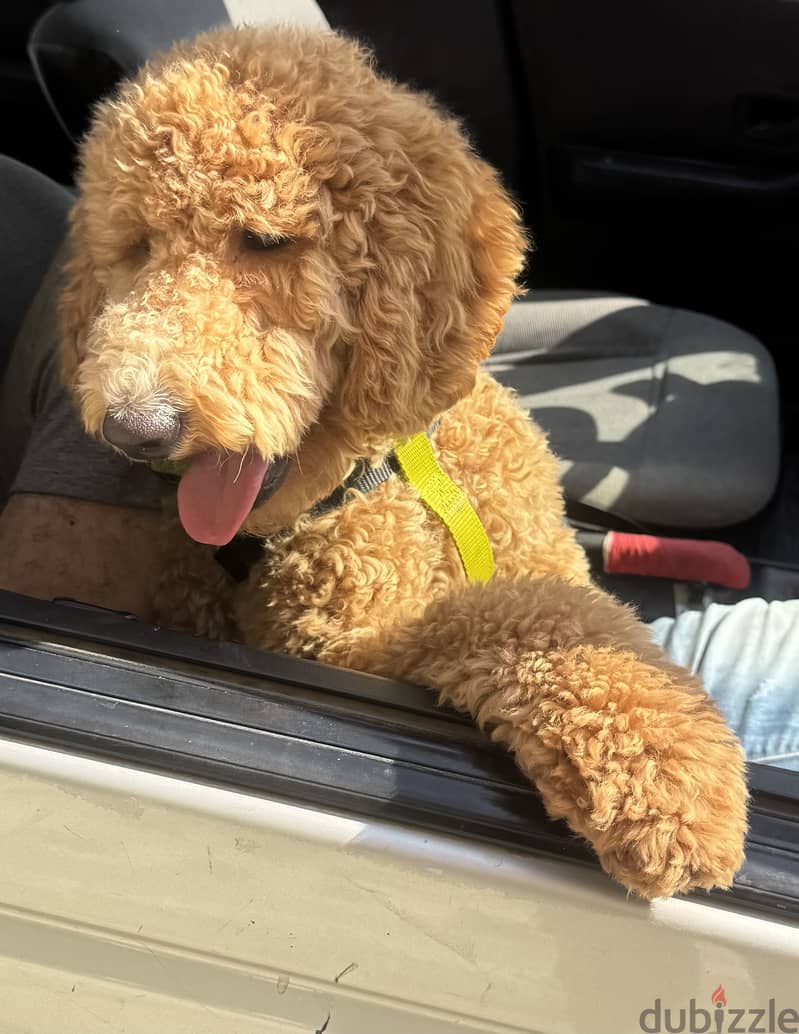 Mini poodle for sale 1