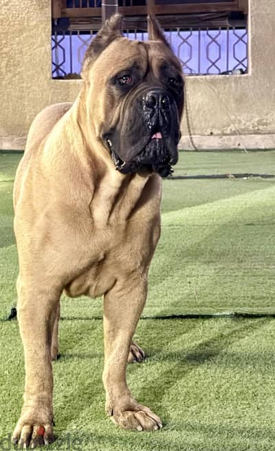 Show-Quality Cane Corso Pair (Male & Female) – Pedigree & Microchipped