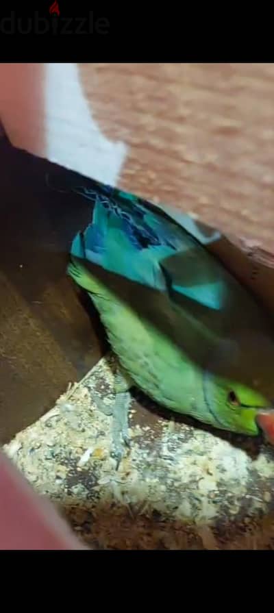 فصوص كويكر و درة هندي شغالين و دكرة بينابول يالو سايد