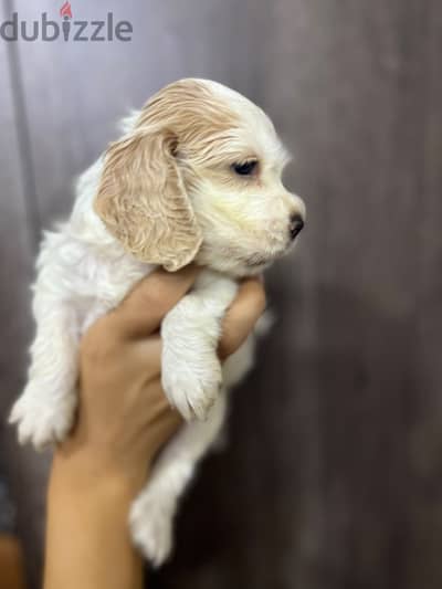 Cooker spaniel puppies