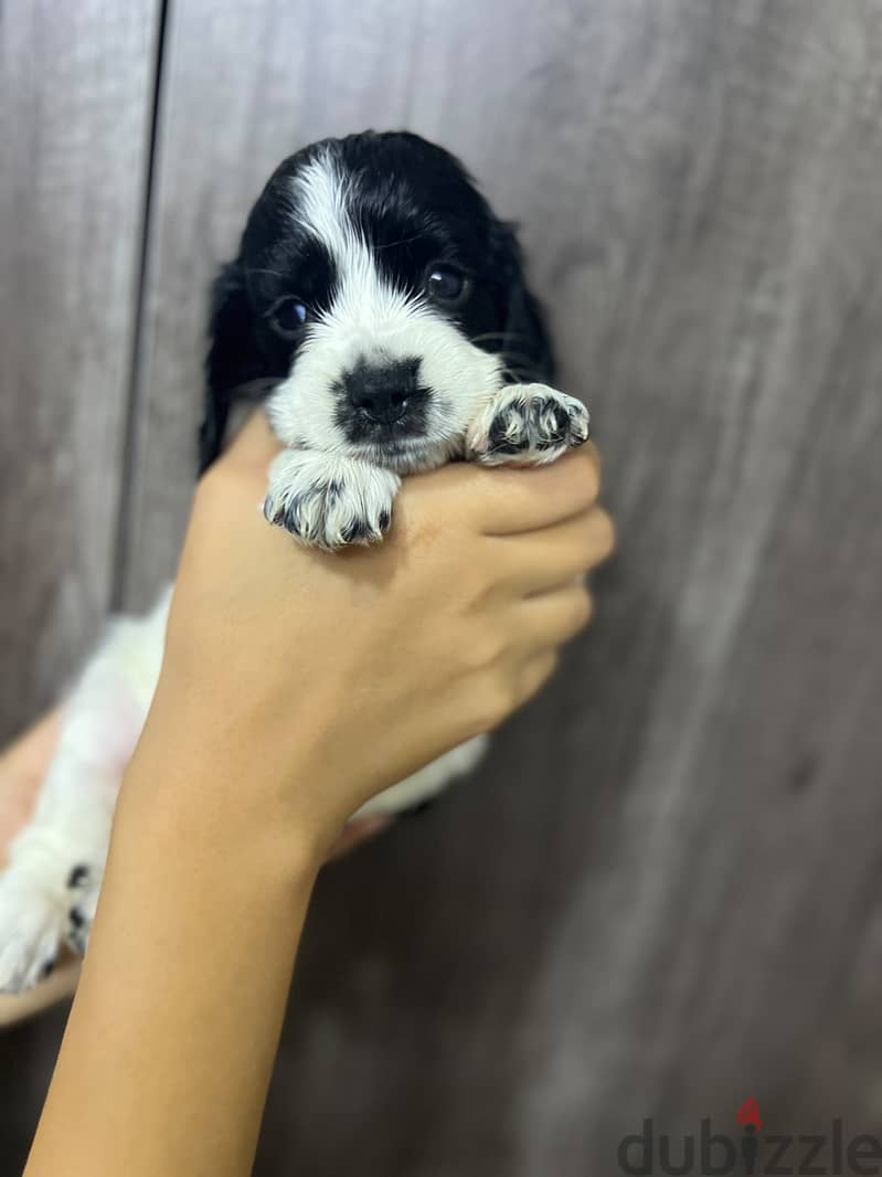 Cooker spaniel puppies 2