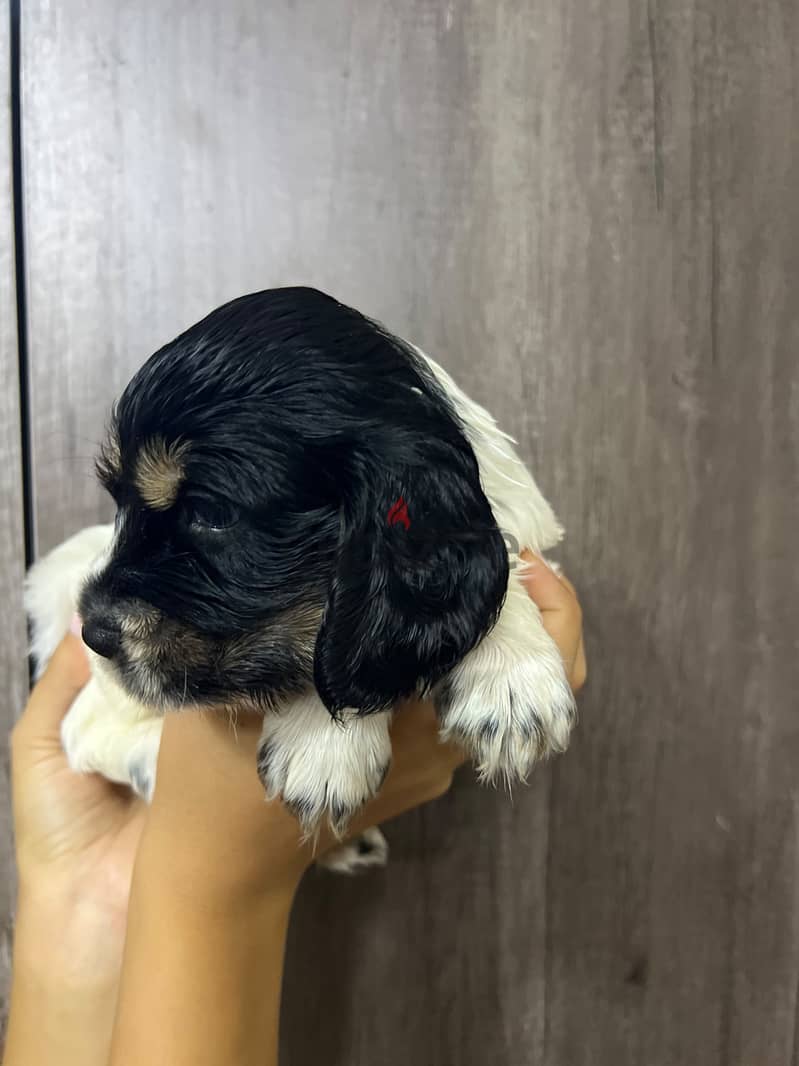 Cooker spaniel puppies 3