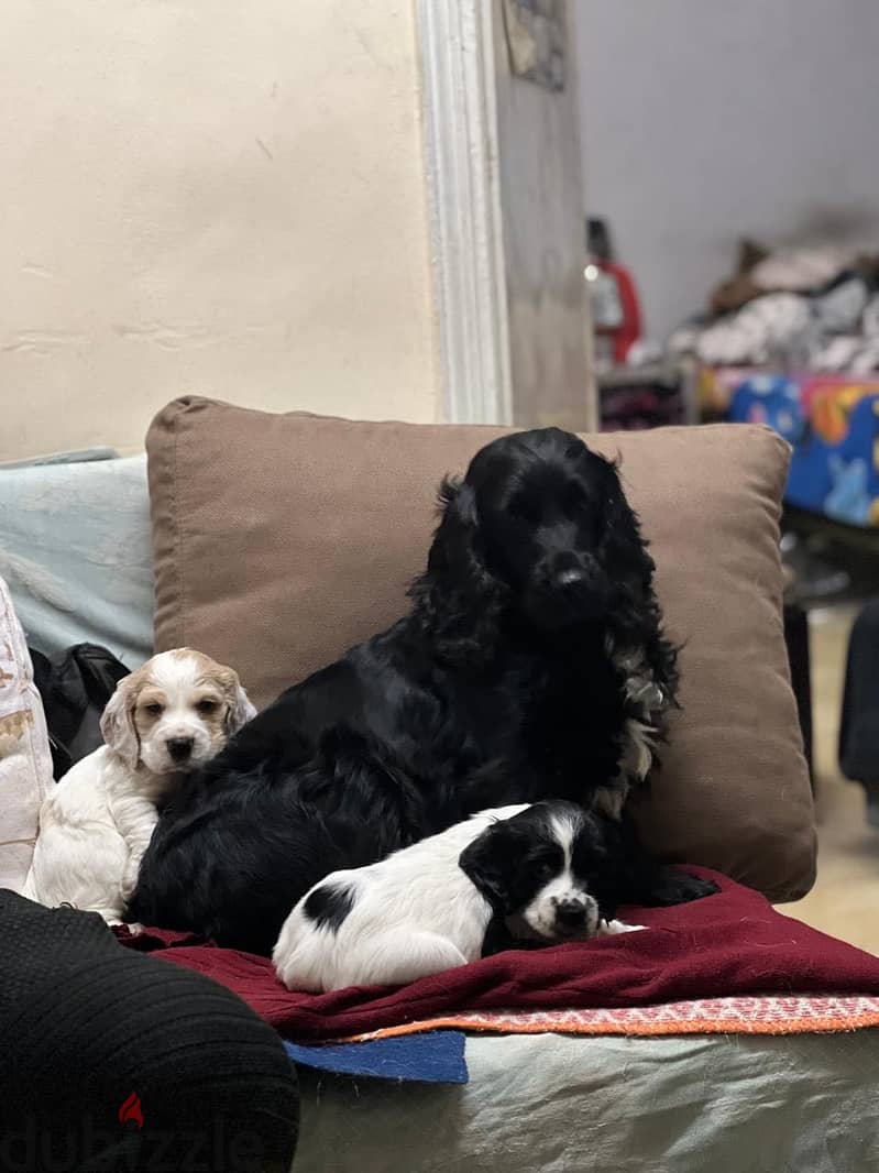 Cooker spaniel puppies 4