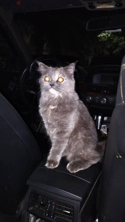 Cat for sale