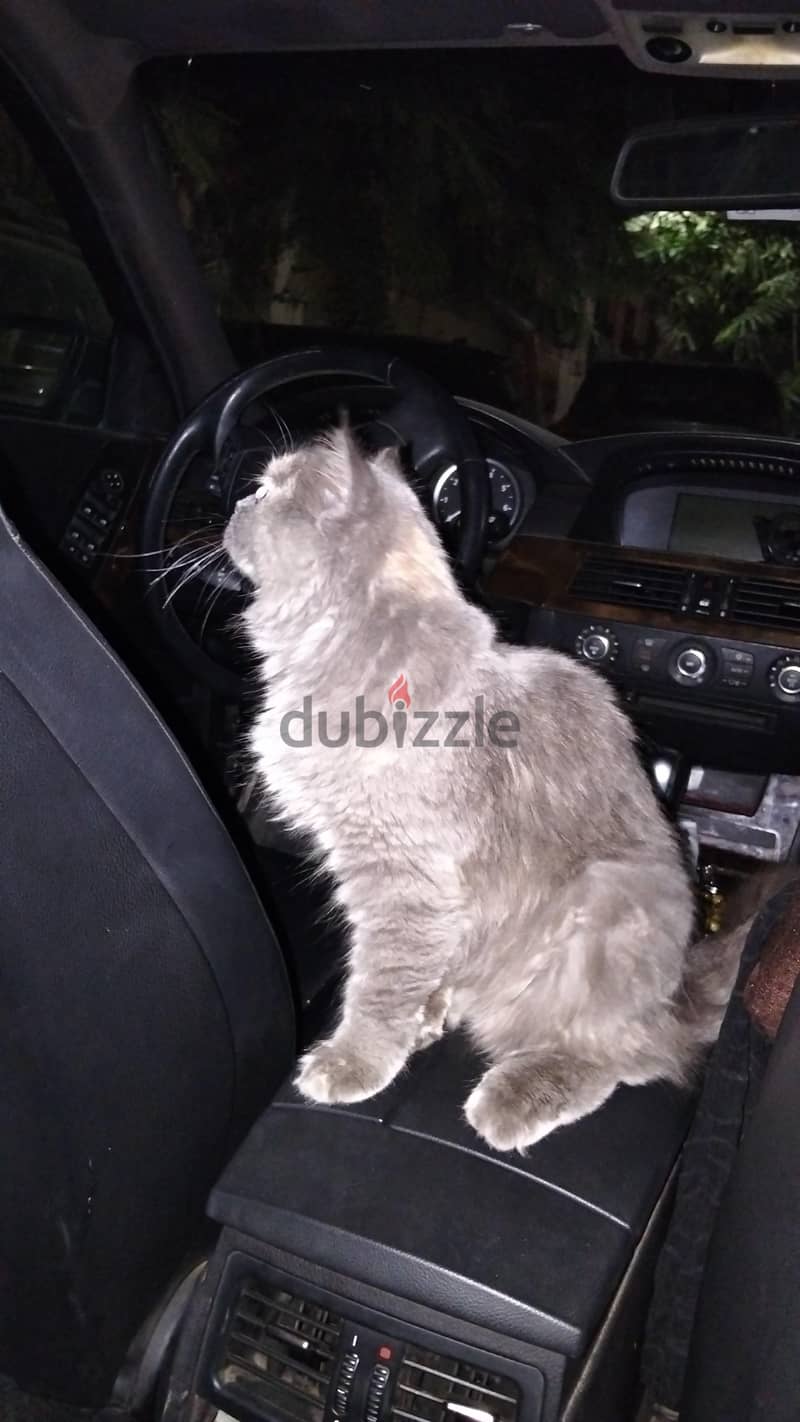 Cat for sale 1