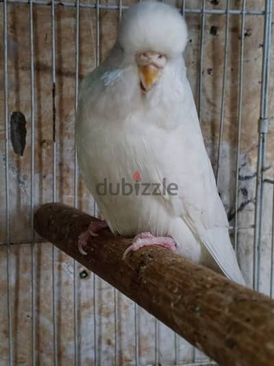 نتايه البينو عين حمرا نص انجليزى شغاله