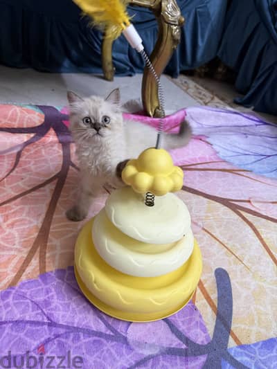 Male Ragdoll blue point
