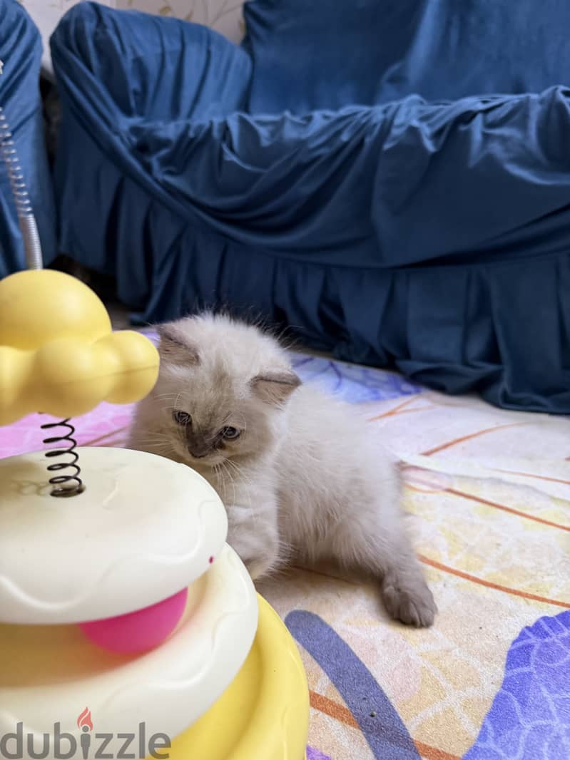 Male Ragdoll blue point 1