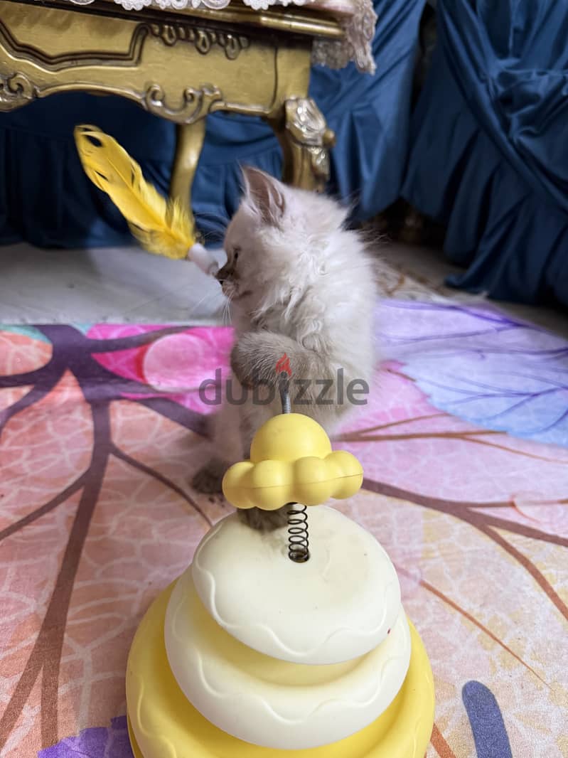Male Ragdoll blue point 3