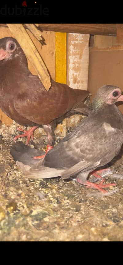 زغلولين جعفرى