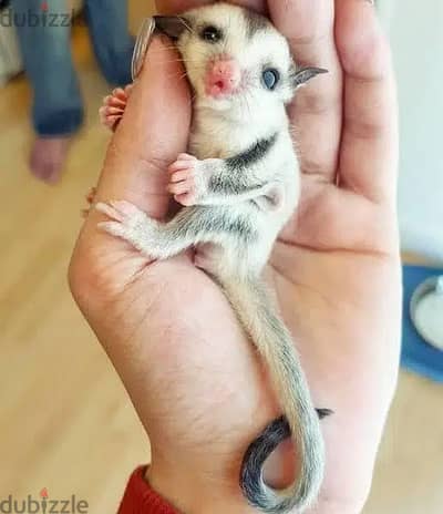 sugar glider شوجر جلايدر
