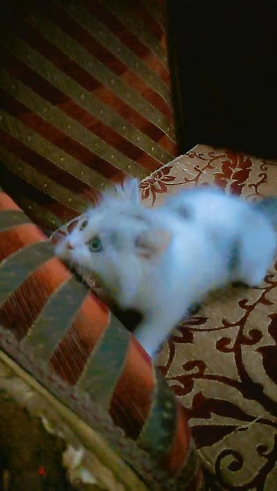 قطط شيرازي