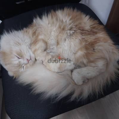 cat for adoption