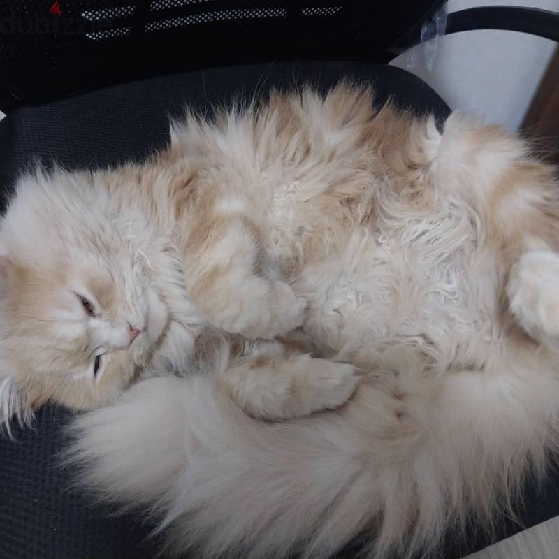 cat for adoption 1