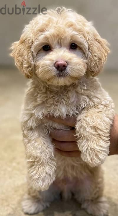 Maltipoo