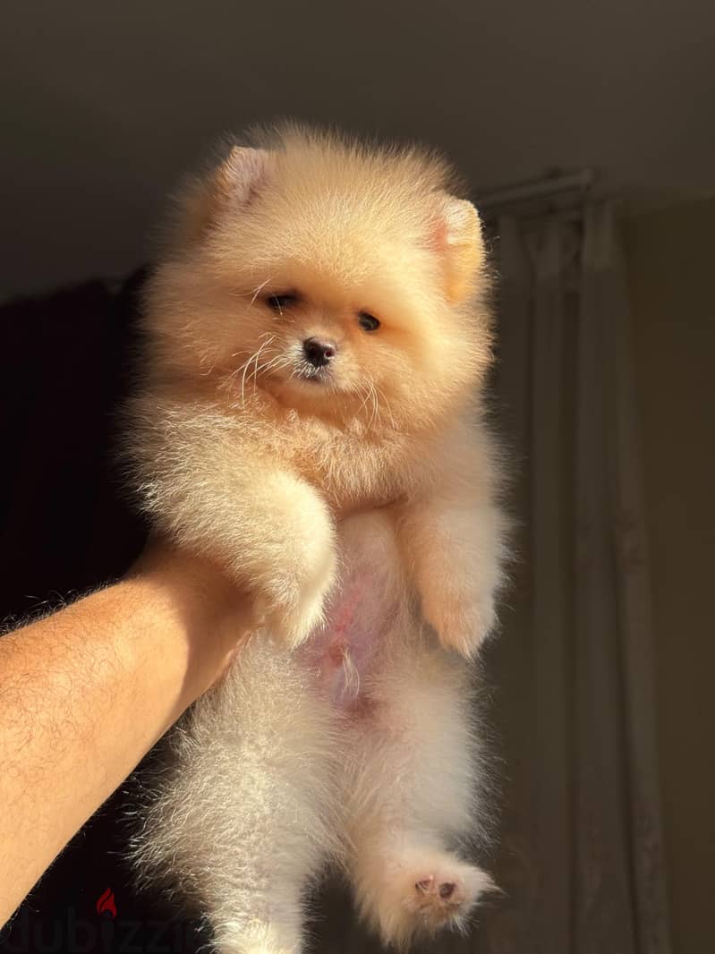 pomeranian tea cup 1