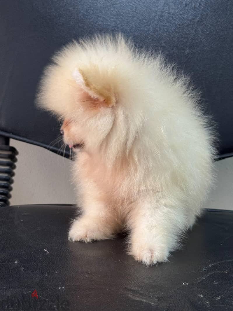 pomeranian tea cup 2