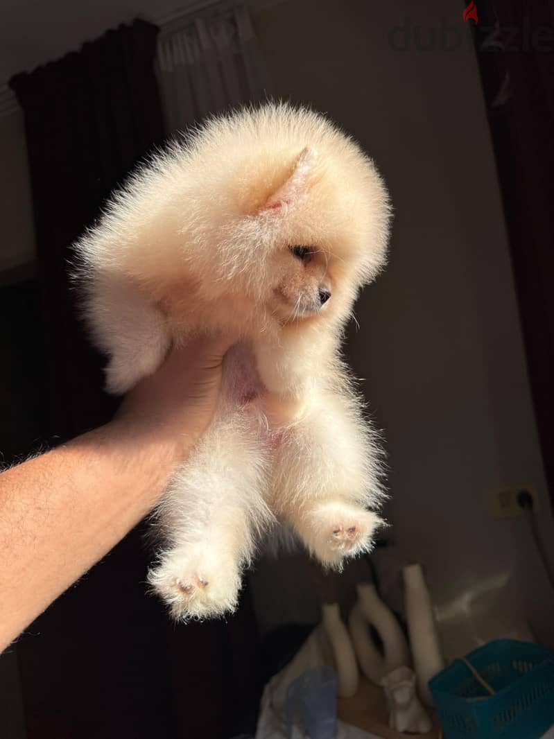 pomeranian tea cup 3