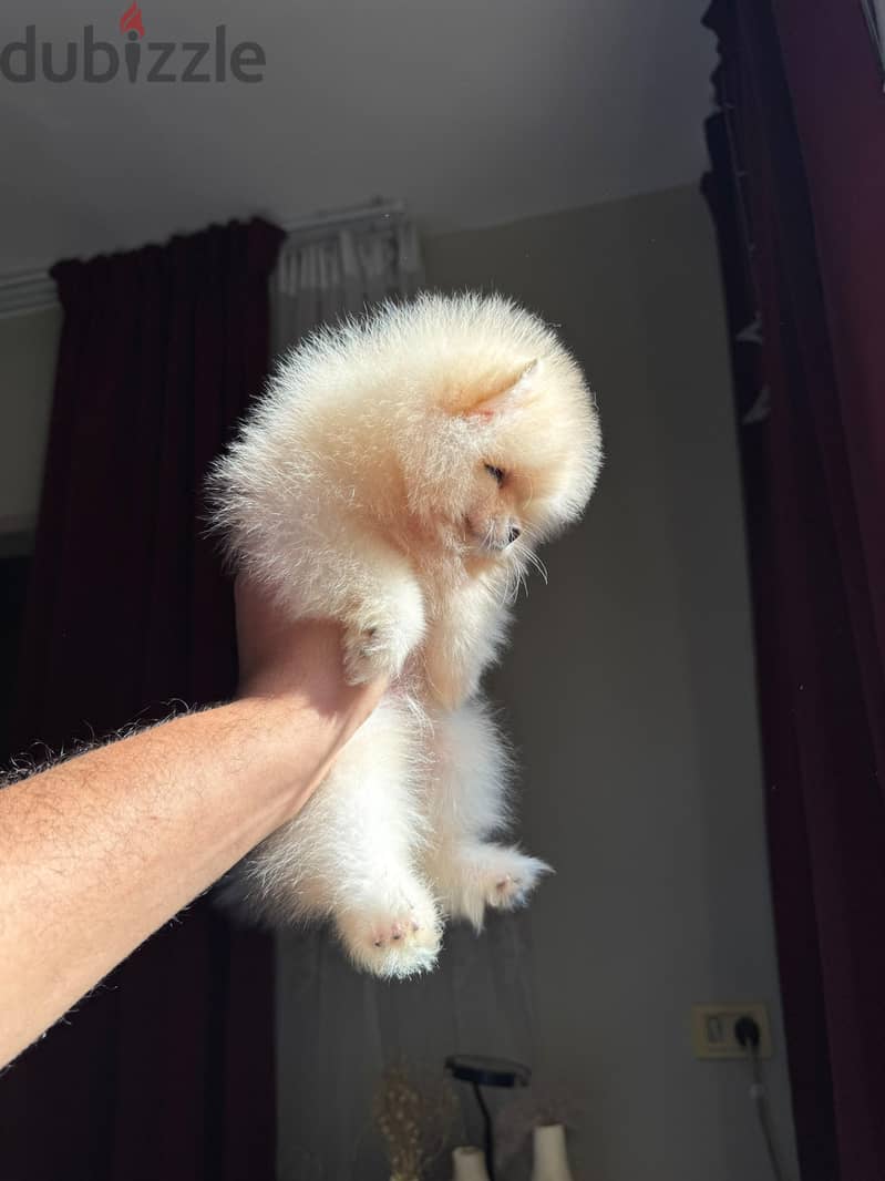 pomeranian tea cup 4