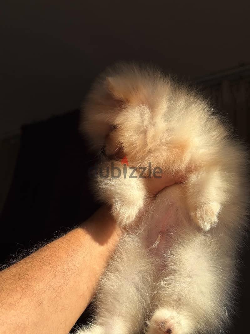 pomeranian tea cup 5