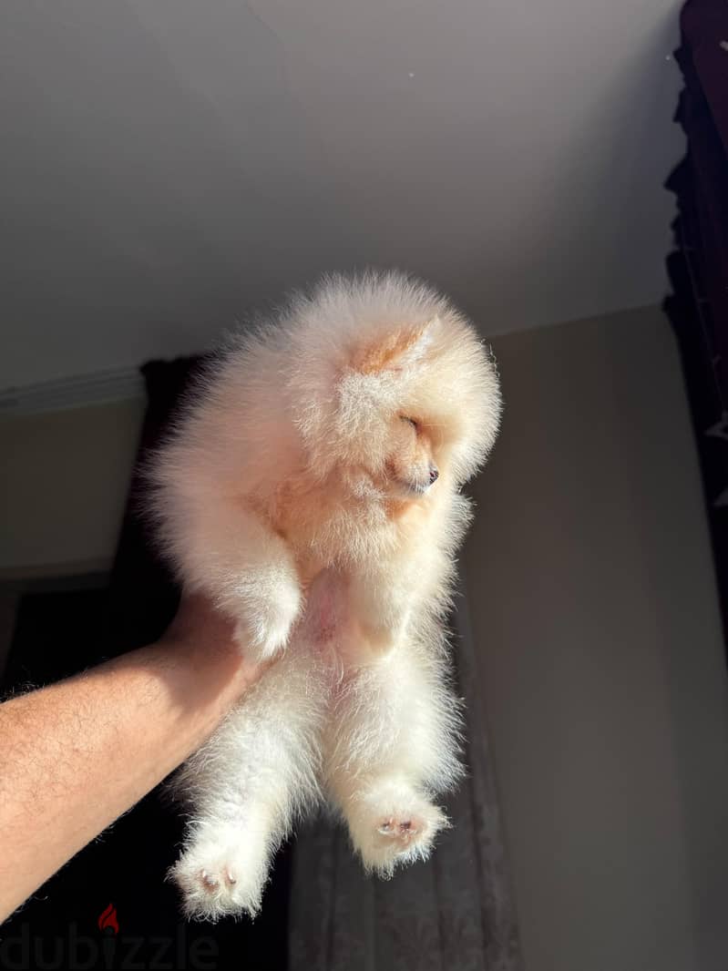 pomeranian tea cup 6