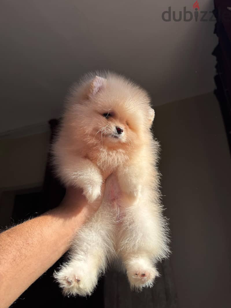 pomeranian tea cup 7