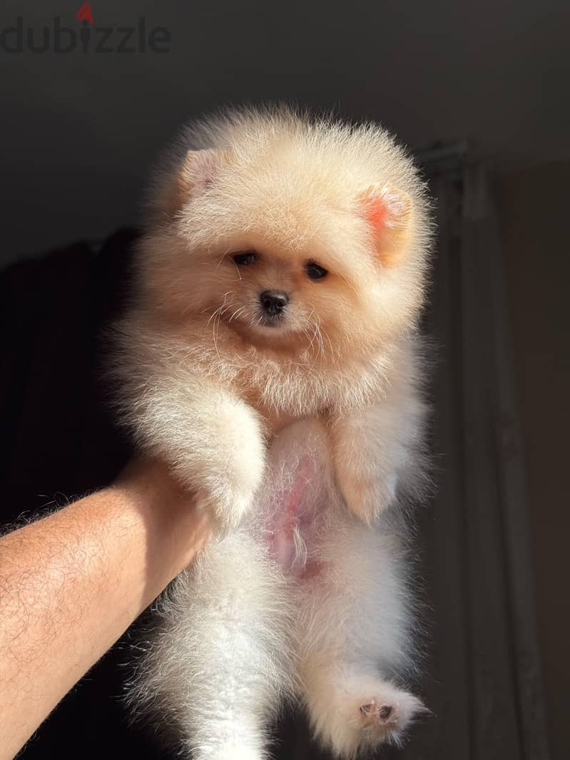 pomeranian tea cup 8