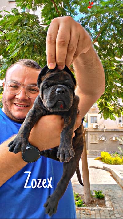 Cane Corso