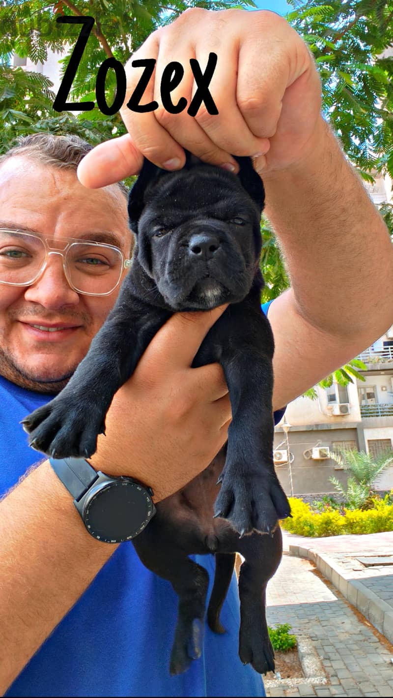 Cane Corso 1