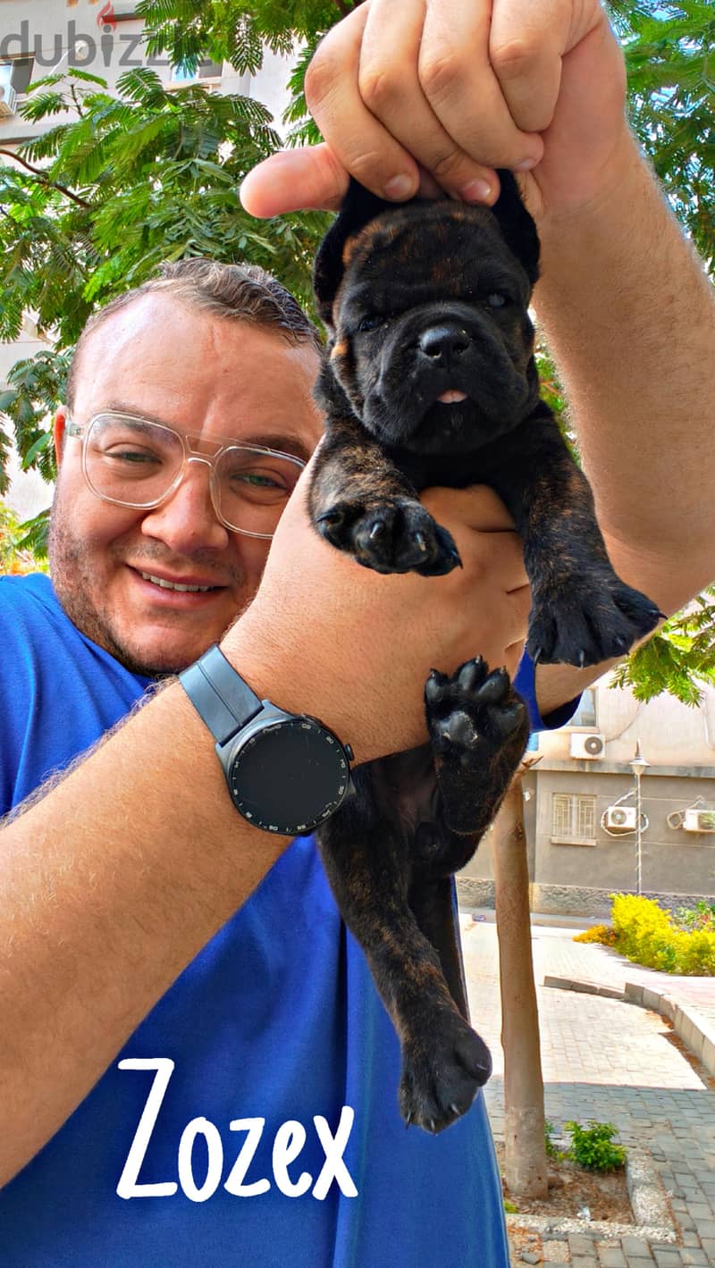 Cane Corso 2