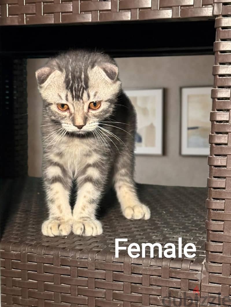 British and Scottish cats 5