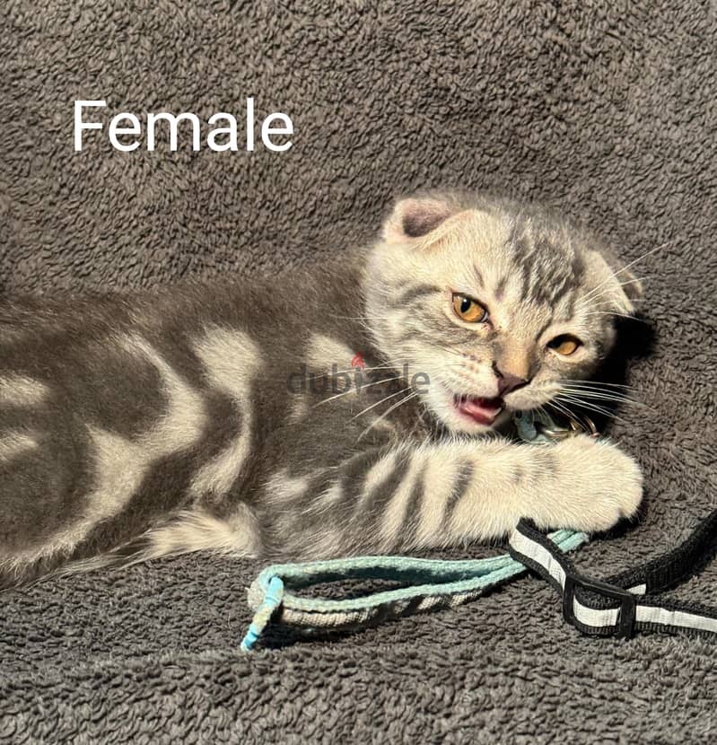 British and Scottish cats 6
